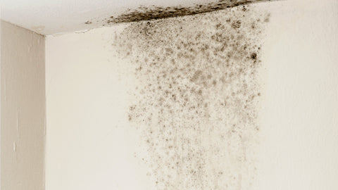 Removing Mold Stains: Act Quickly with Home Remedies