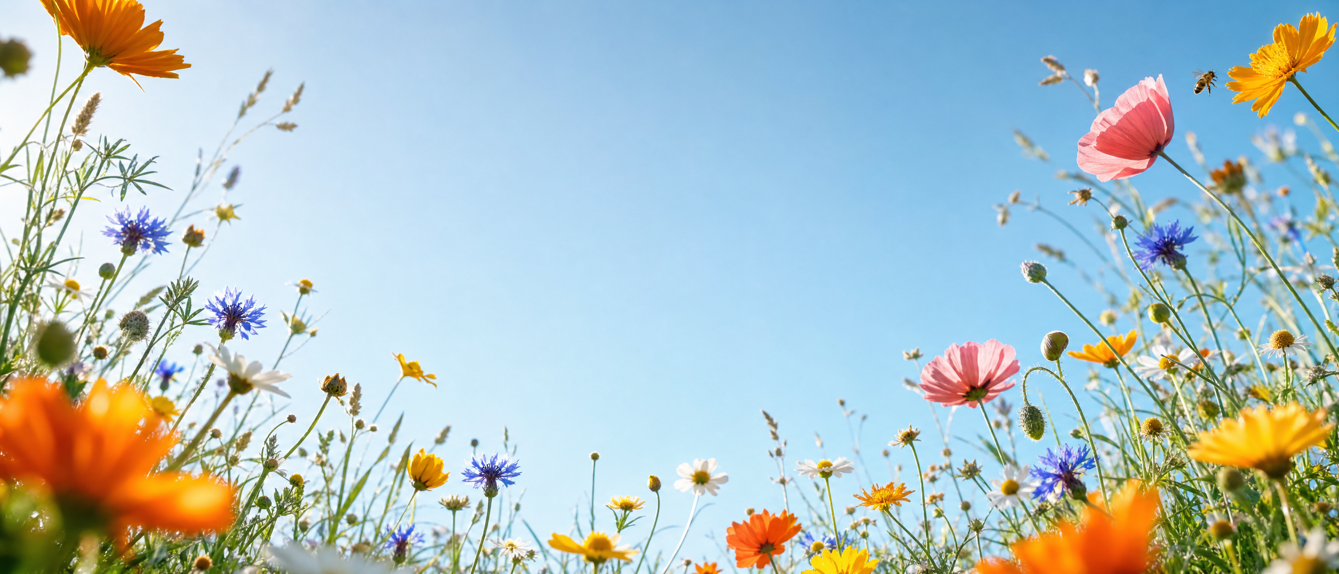 A honeybee in flight between wildflowers under a blue sky
