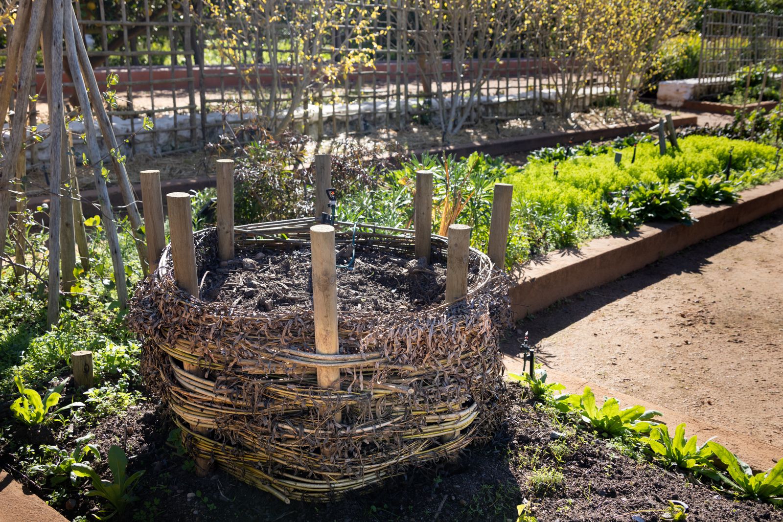 A woven willow compost bin sitting in a sunlit vegetable garden bed