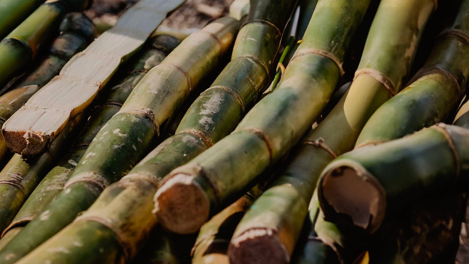 What is FSC certified bamboo? – Vove